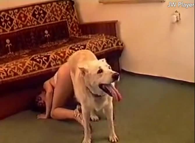 Video :Ohknotty dog sex with lady's pussy knotted to dog's cock